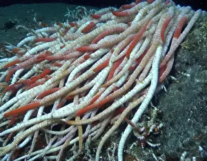 Giant Tube Worm Prints: Giant Tube Worms Riftia pachyptila Siboglinidae in Hydrothermal vent Deep Sea Exploration 2025