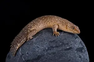 Skink Prints: The Gidgee Spiny-tailed Skink (Egernia stokesii) is found in Australia