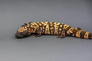 Sonora Desert Museum Prints: A Gila Monster in Tucson, Arizona