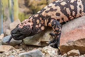 Sonora Desert Museum Prints: A Gila Monster in Tucson, Arizona