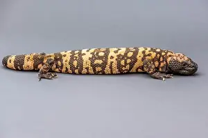 Sonora Desert Museum Prints: A Gila Monster in Tucson, Arizona