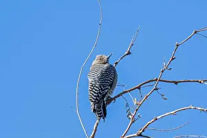 Sweetwater Wetlands Prints: Gila Woodpecker (Melanerpes uropygialis)