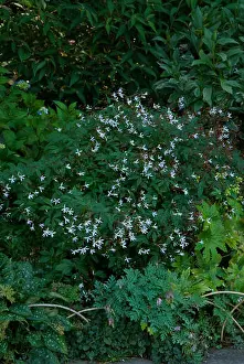 White Flowers Prints: Gillenia trifoliata, Bowmans Root