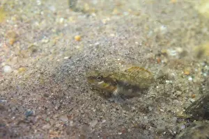River Ecosystem Prints: Gilt darter displaying on sandy riverbed