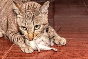 Catching Prints: A ginger cat hunting a mouse. Domestic cat carrying small rodent rat in house