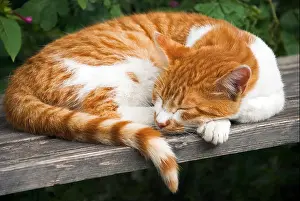 Idle Prints: Ginger and white cat sleeping on wooden bench