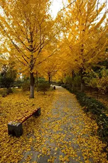 Fell Prints: Ginkgo tree