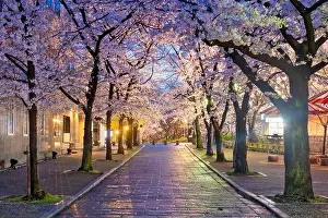 Cherry Trees Prints: Gion Shirakawa, Kyoto, Japan during cherry blossom season at twilight
