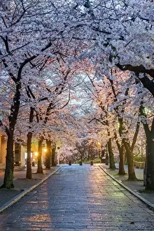 Gion Shirakawa, Kyoto, Japan during cherry blossom season at twilight