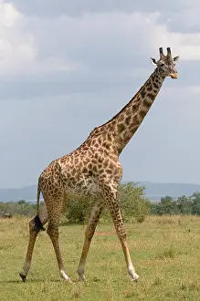 National Reserve Prints: giraffe