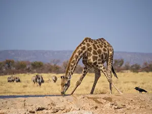 Bending Prints: Giraffe bending down to drink at water hole in Etosha National Park