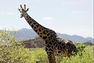 Giraffe Prints: giraffe in kenya safari trip