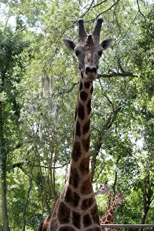 Construct Prints: Giraffe in Louisiana Swamp at Audubon Zoo New Orleans Louisiana USA
