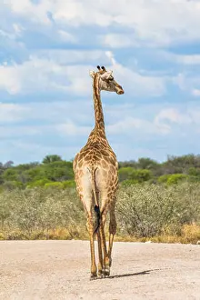 Namibia Prints: Giraffe on the road in Etosha Park, Namibia