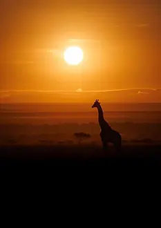 Mane Prints: A giraffe on safari in Africa
