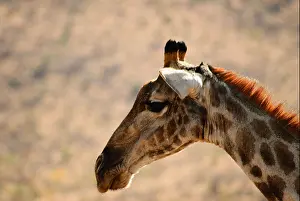 Giraffe Prints: Giraffe walking at Pilanesberg National Park in South Africa
