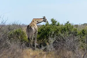 Namibia Prints: Giraffe on waterhole in the African savanna