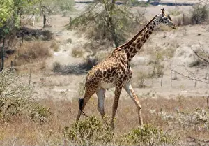 Botswana Prints: Giraffe in the wild nature. Giraff family in African savana on dry grass at safari game wild nature in Masai Mara