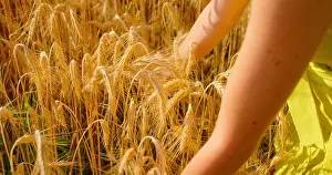 Barley Prints: Girl enjoys the wheat field in thick high grass and her hands take in an armful of ears of wheat