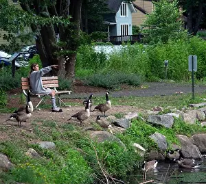 Geese Prints: Girl feeding geese by the side of a pond