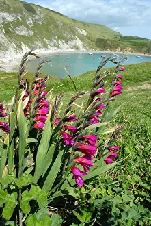 Mauve Prints: Gladiolus growing wild overlooking Lulworth Cove Dorset
