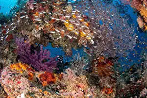 Raja Ampat Prints: Glassfish swirling around a natural coral arch, Raja Ampat, Indonesia