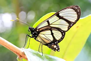 Ecuador Prints: Glasswing butterfly on leaf in Mindo, Ecuador