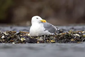 Glaucous Winged Gull Prints: Glaucous-winged Gull (Larus glaucescens) - Esquimalt Lagoon - near Victoria