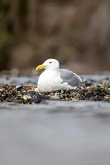 Glaucous Winged Gull Prints: Glaucous-winged Gull (Larus glaucescens) - Esquimalt Lagoon - near Victoria