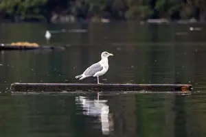Glaucous Winged Gull Prints: Glaucous-winged gull (Larus glaucescens) standing on floating driftwood - Esquimalt Lagoon