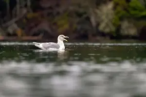 Glaucous Winged Gull Prints: Glaucous-winged gull (Larus glaucescens) swimming - Esquimalt Lagoon