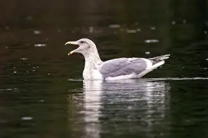 Glaucous Winged Gull Prints: Glaucous-winged gull (Larus glaucescens) swimming - Esquimalt Lagoon