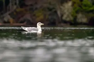 Glaucous Winged Gull Prints: Glaucous-winged gull (Larus glaucescens) swimming - Esquimalt Lagoon