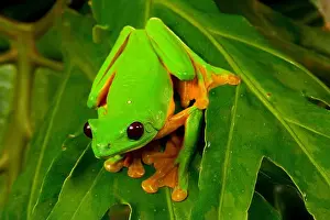 Nocturnal Prints: Gliding tree frog (Agalychnis spurrelli), Siquirres, Rainforest, Limon, Costa Rica