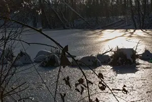 Glittering Prints: Glittering of the evening sun on the ice surface of a frozen lake