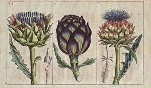 Images Dated 12th December 2023: Globe artichoke in full bloom, Cynara cardunculus. Handcolored copperplate engraving of a