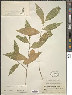 Branching Prints: Gloeospermum dichotomum Rusby Melch