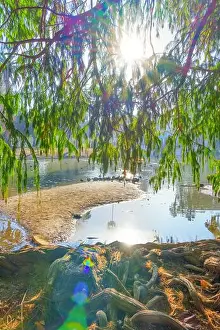 Shady Prints: Glorious sunlight shining through green foliage