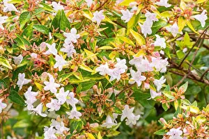 Shrubs Prints: Glossy Abelia, Abelia grandiflora Gold Spot, flowers