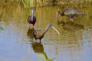 Wet Land Prints: Three Glossy ibis (Plegadis falcinellus)