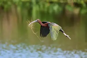 Animal Behaviour Prints: Glossy ibis, (Plegadis falcinellus)