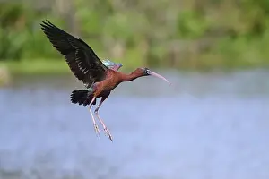 Water Body Prints: Glossy ibis, (Plegadis falcinellus)