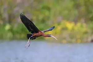 Water Body Prints: Glossy ibis, (Plegadis falcinellus)