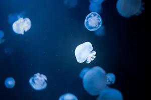 Bioluminescence Prints: Glowing Small Jellyfish in Dark Water