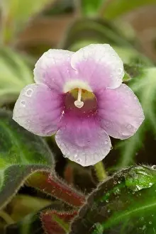 Pistil Prints: Gloxinella (Gloxinella lindeniana) flower