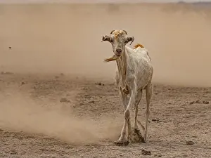 Ruminant Prints: Goat