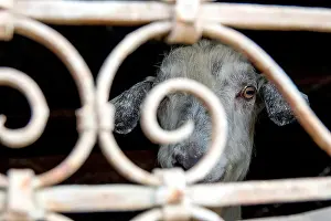 A goat (Capra aegagrus hircus) kept indoors in the village of Lahic, Azerbaijan