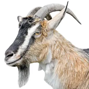 Farm Animals Prints: Goat portrait close up. Beautiful