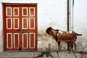 Punjab Prints: Goat tied to a door in the Dharavi slum