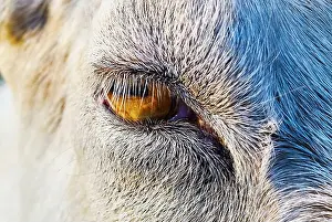 Goat Prints: Goats Eye